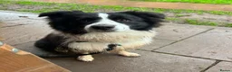 Border Collie dogs for sale: Gorgeous KC Registered Border Collies Ready now  - Advert 7