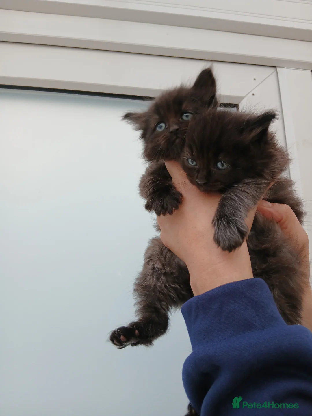 Maine Coon cats for sale: Maine coon xxx  - Advert 2