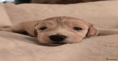 Cockapoo dogs - Advert 4