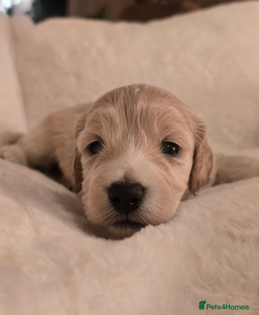 Cockapoo dogs for sale: F1 Minature Cockapoos - Image 2