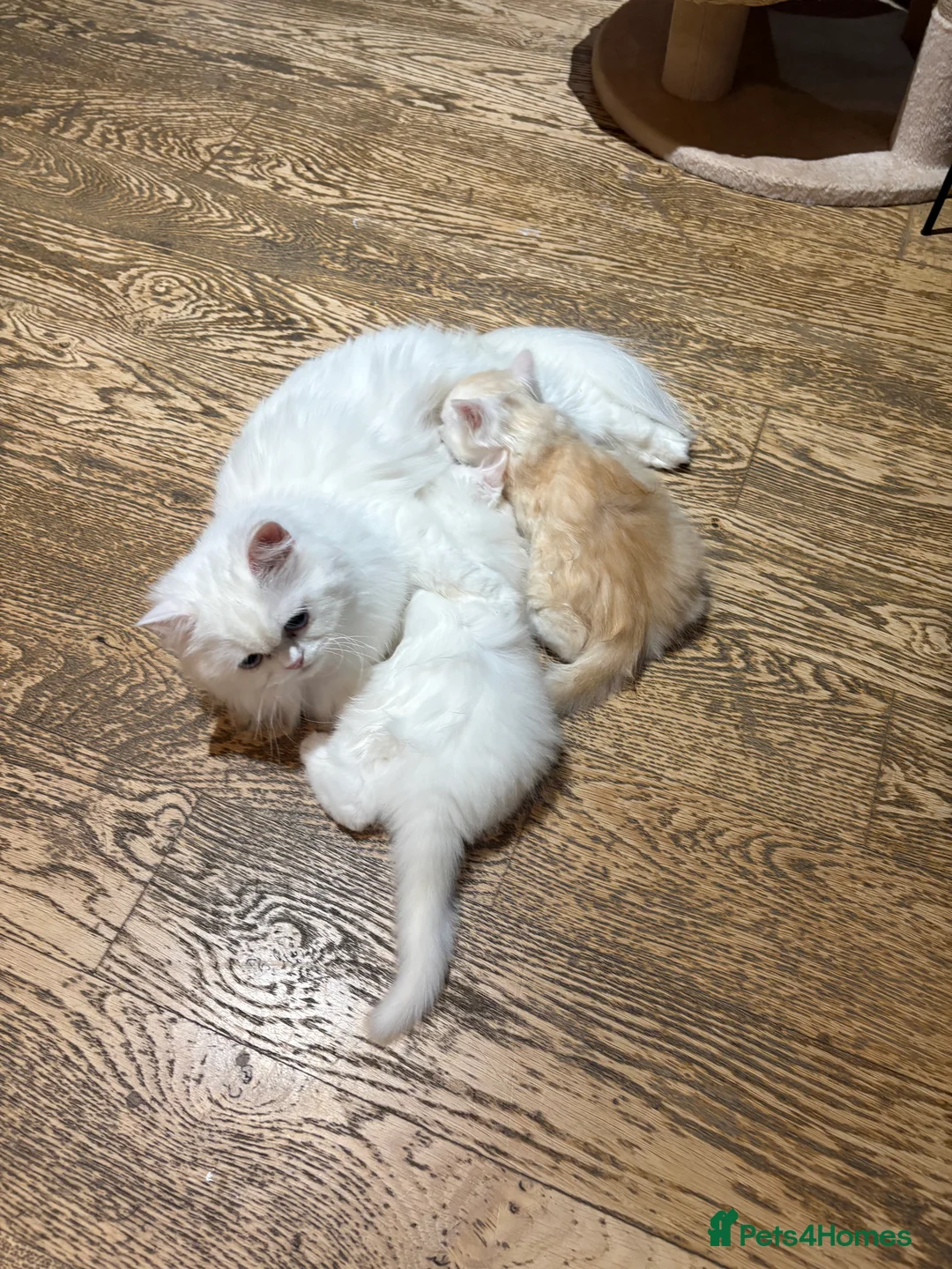 Mixed Breed cats for sale: Persian/ragdoll  - Advert 9