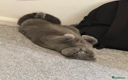 British Shorthair cats for sale: Masha  - Image 2