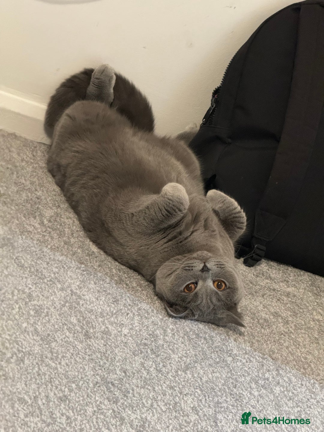 British Shorthair cats for sale: Masha  - Image 2