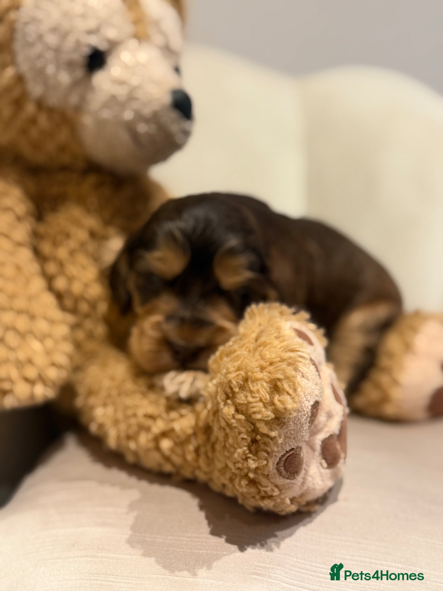Cocker Spaniel dogs for sale: Golden & Chocolate Sable Show Cocker Puppies  in Doncaster - Advert 35