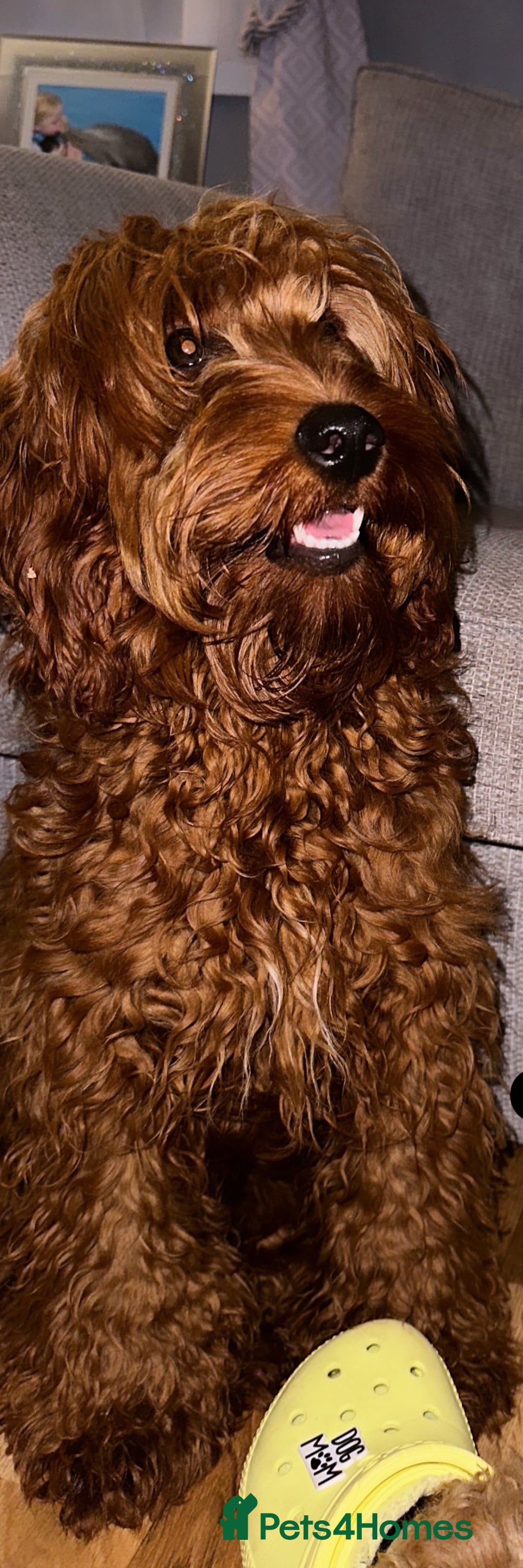 Double Doodle dogs for sale: Double Doodles due Halloween  - Image 10