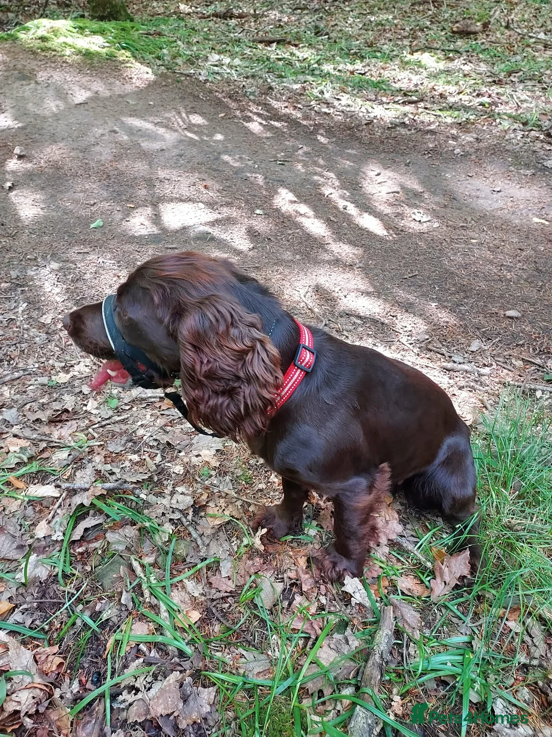 Cocker Spaniel dogs for sale: Bella and Bailey in Coleford - Advert 1