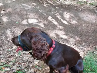 Cocker Spaniel dogs Bella and Bailey in Coleford - Advert 1