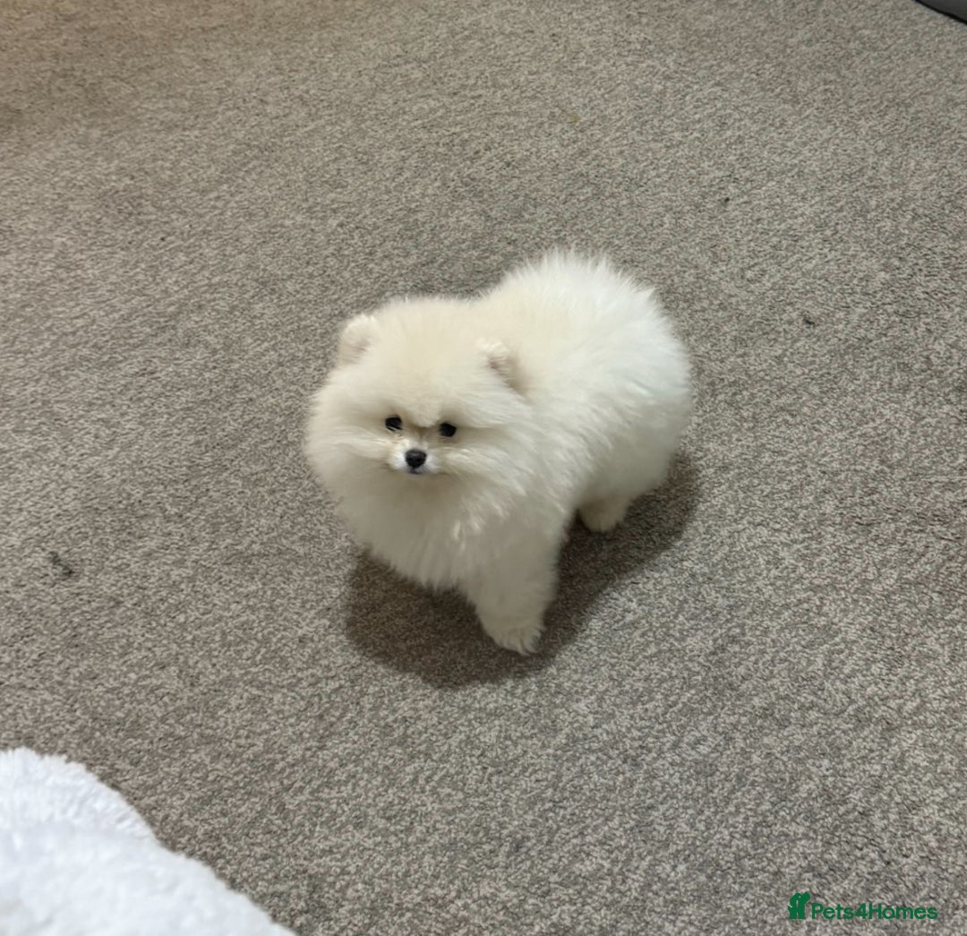 Pomeranian dogs for sale: Luxury  **  mini pedigree russian toy Pomeranian - Advert 2