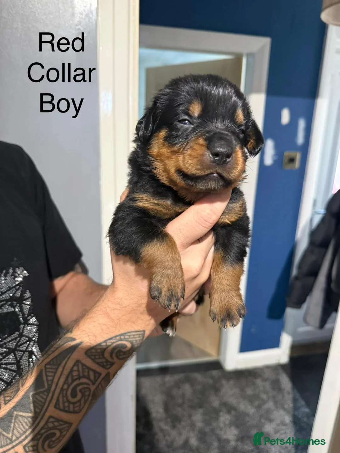 Rottweiler dogs for sale: Chunky Rottweiler Puppies - 6 girls 3 boys  - Advert 19