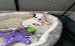 Chihuahua dogs for sale: 2 beautiful girl pups for sale  - Image 1