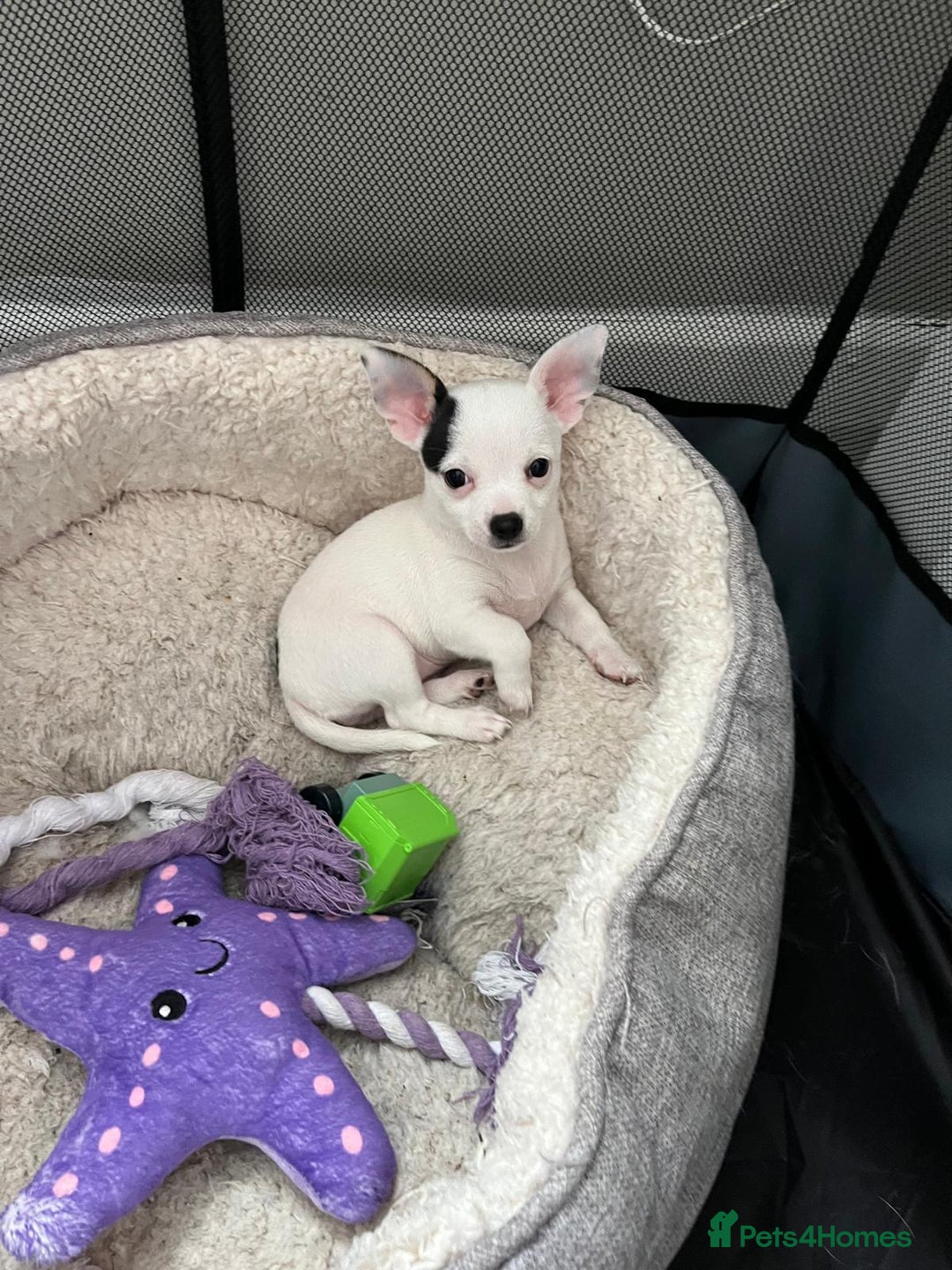 Chihuahua dogs for sale: 2 beautiful girl pups for sale  - Image 1