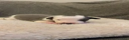 Whippet dogs for sale: ⭐️⭐️beautiful whippet pups ⭐️⭐️ in Pencader - Advert 3