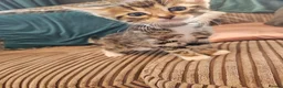 Bengal cats for sale: Begal cross kittens  - Advert 30