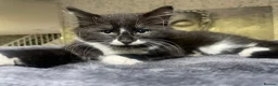 Norwegian Forest Cat cats for sale: Norwegian Forrest Cat mix bread  - Advert 9
