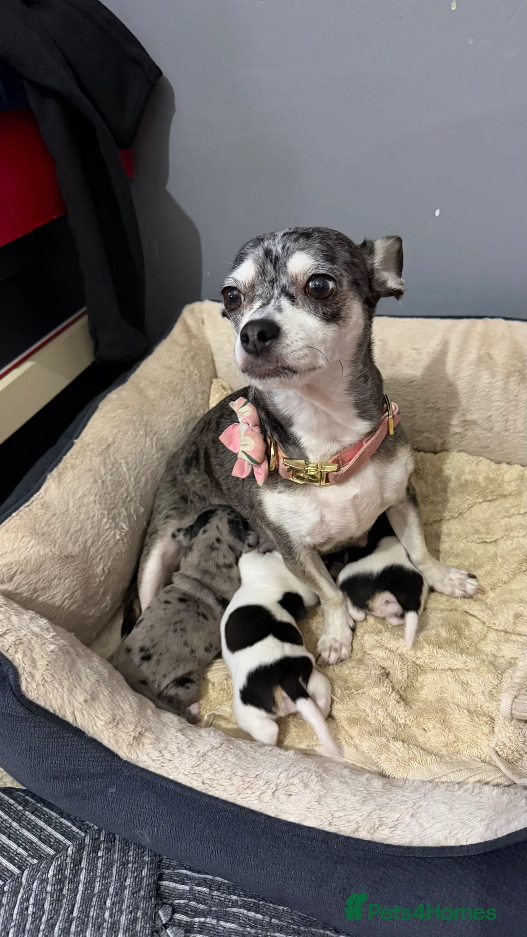 Chihuahua dogs for sale: Chihuahua Puppies  - Advert 1