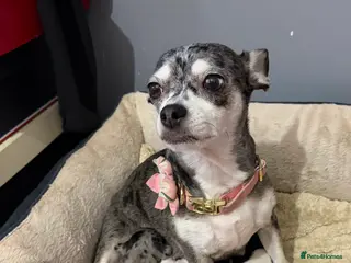 Chihuahua dogs Chihuahua Puppies - Advert 1