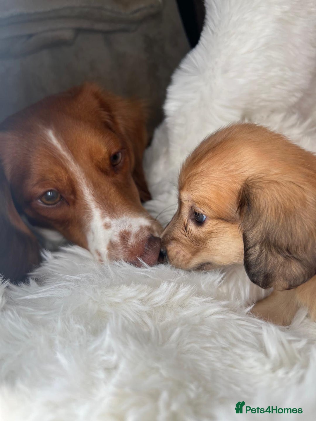 Dachshund dogs for sale: Cream (shaded) long haired dachshunds  - Image 14