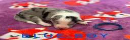 Border Collie dogs for sale: Fully Health Tested, KC registered puppies due - Advert 3
