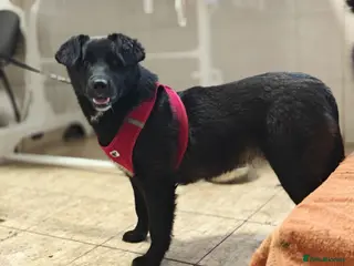 Mixed Breed dogs ❤️🐶 YUKI – SHE WAS NOT AFRAID OF MEN - Advert 4