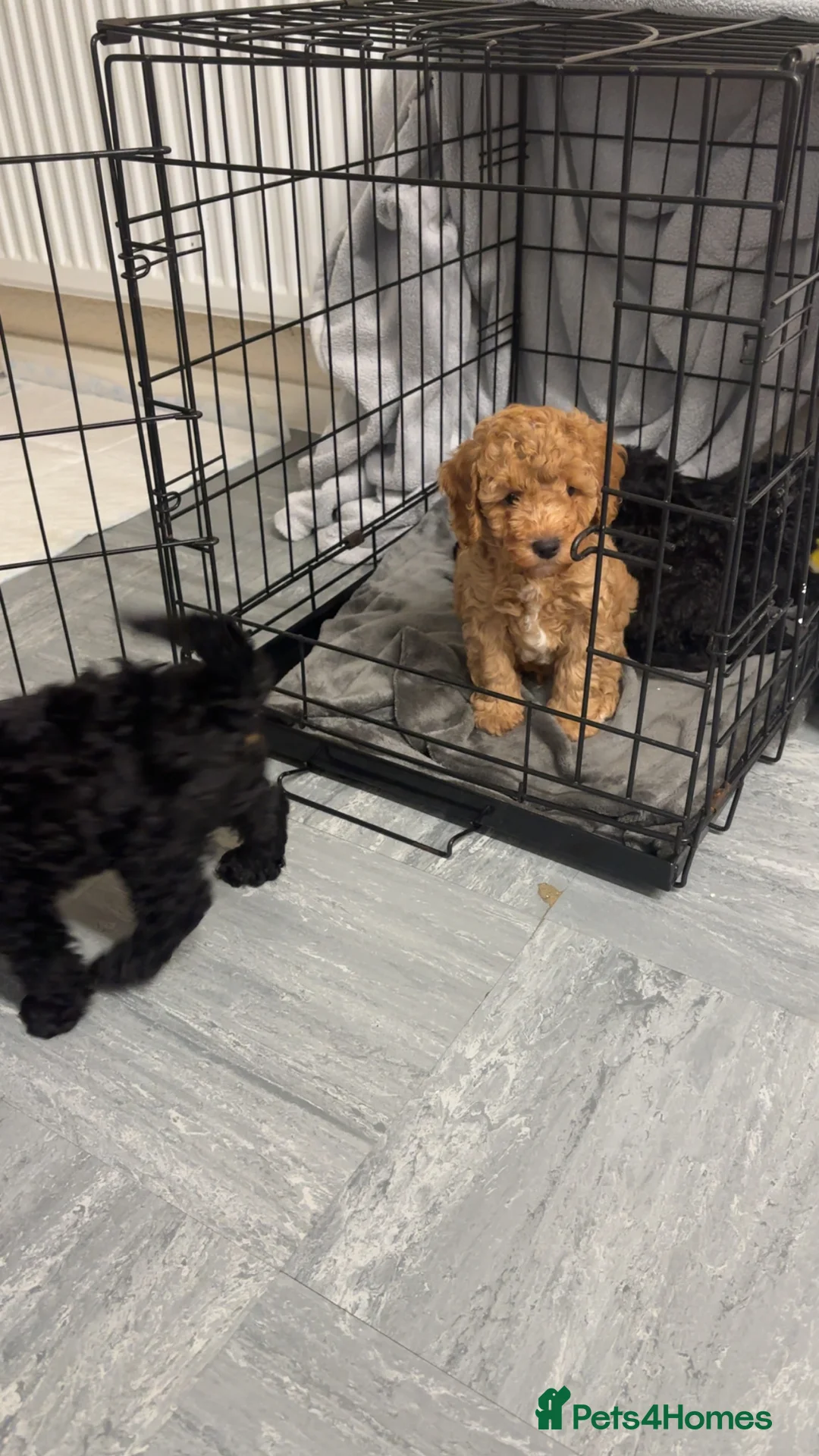 Cockapoo dogs for sale: Stunning teddy bear 🧸  - Advert 2