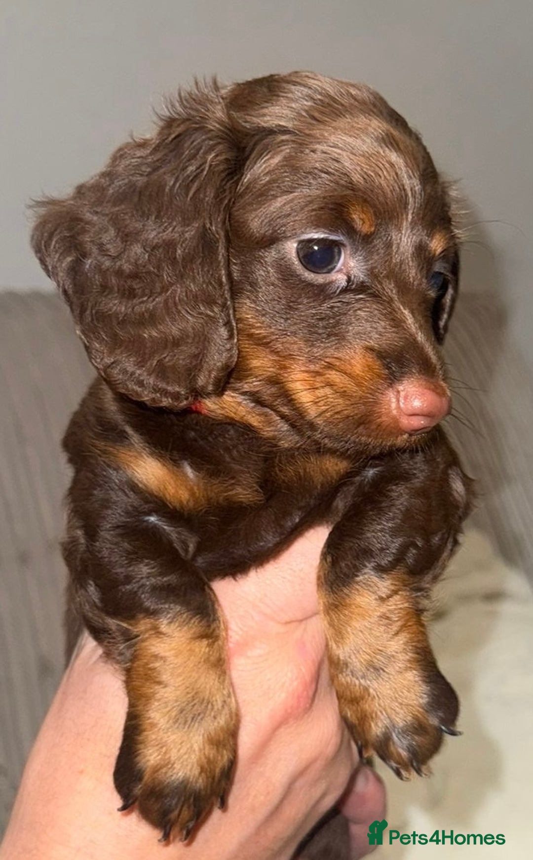 Dachshund dogs for sale: 4 long haired miniature dachshunds. - Image 5