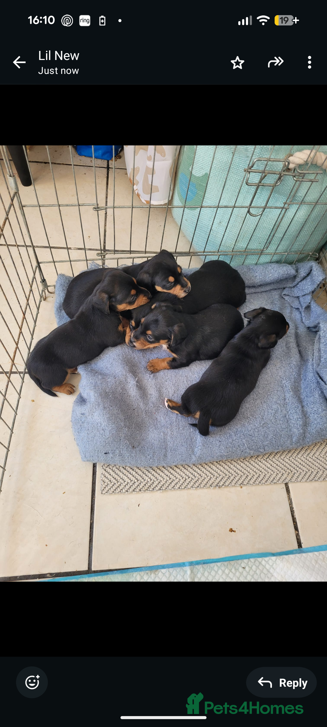 Mixed Breed dogs for sale: Beautiful pups  - Image 2