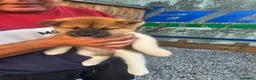Akita dogs for sale: Kc regestered American akita pups  - Advert 4