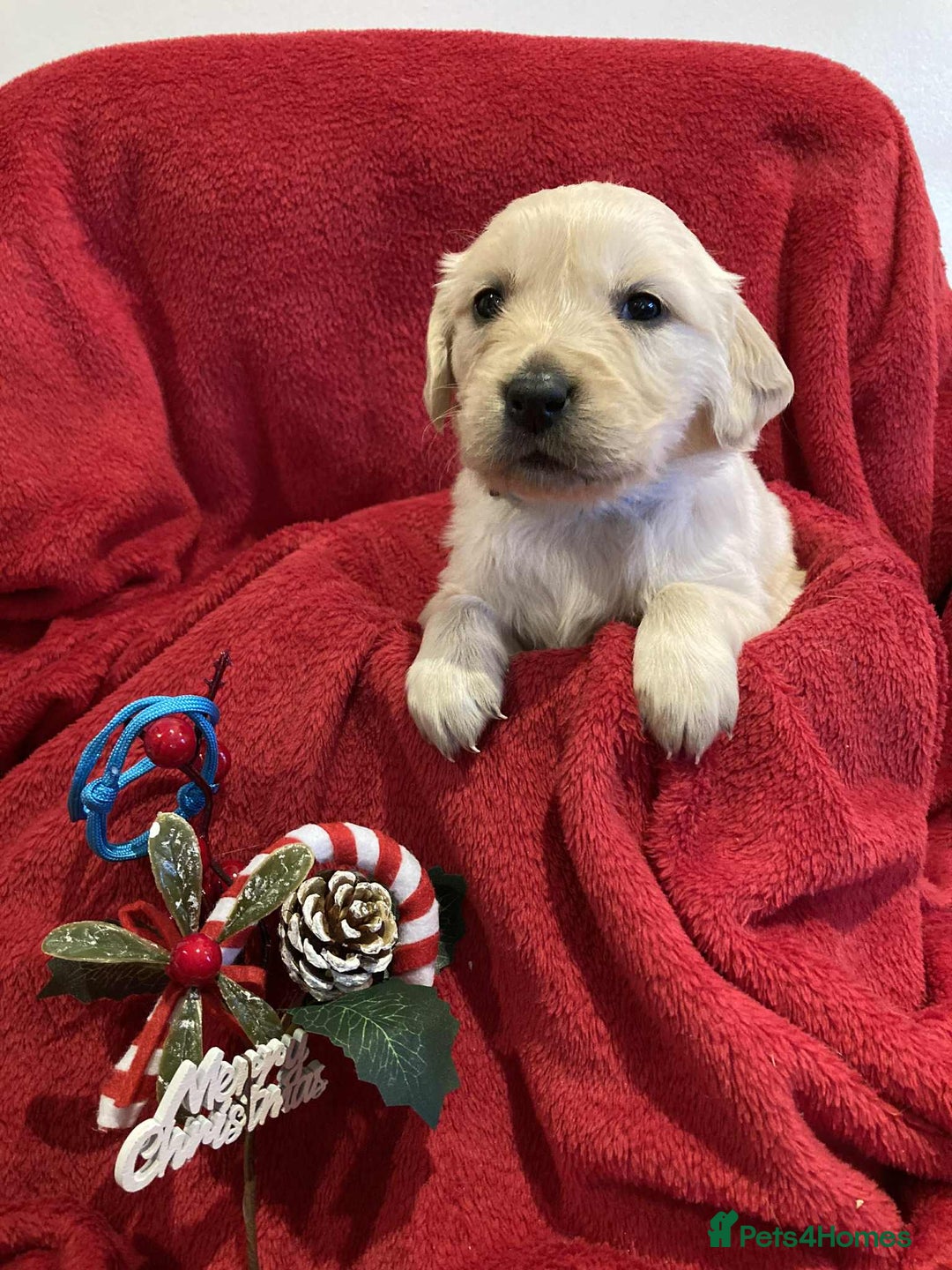 Golden Retriever dogs for sale: Golden Retriever puppies  - Advert 9