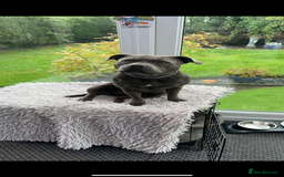 Staffordshire Bull Terrier dogs for sale: 7 BEAUTIFUL STAFFY PUPS SIRED BY CH FIGO - Image 17