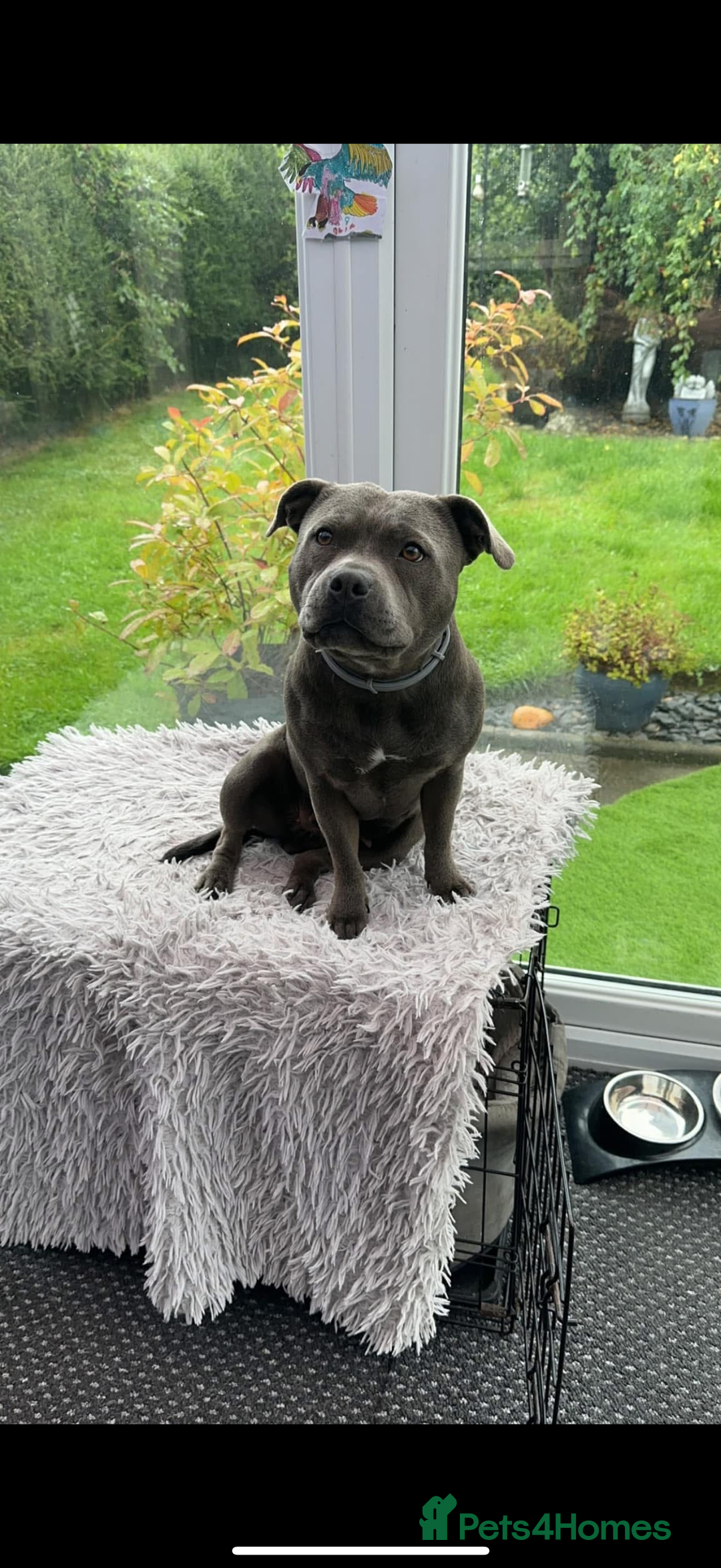 Staffordshire Bull Terrier dogs for sale: 7 BEAUTIFUL STAFFY PUPS SIRED BY CH FIGO - Image 17