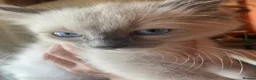 Ragdoll cats for sale: Adorable Ragdolls  - Advert 6