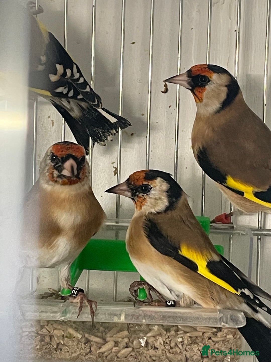 Finches birds for sale: Goldfinch  - Advert 4