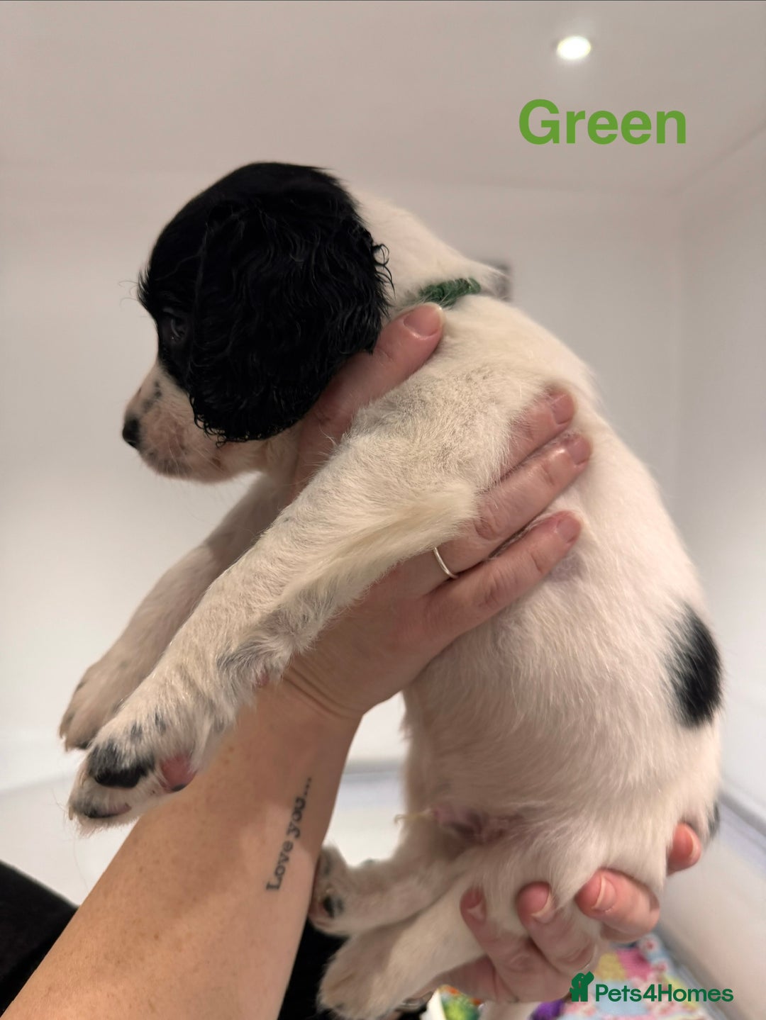 English Springer Spaniel dogs for sale: English Springer Spaniel Pups.  - Advert 17