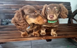 Mixed Breed dogs for sale: Dashound pups 8 weeks today 26 July  in Chesterfield - Image 1