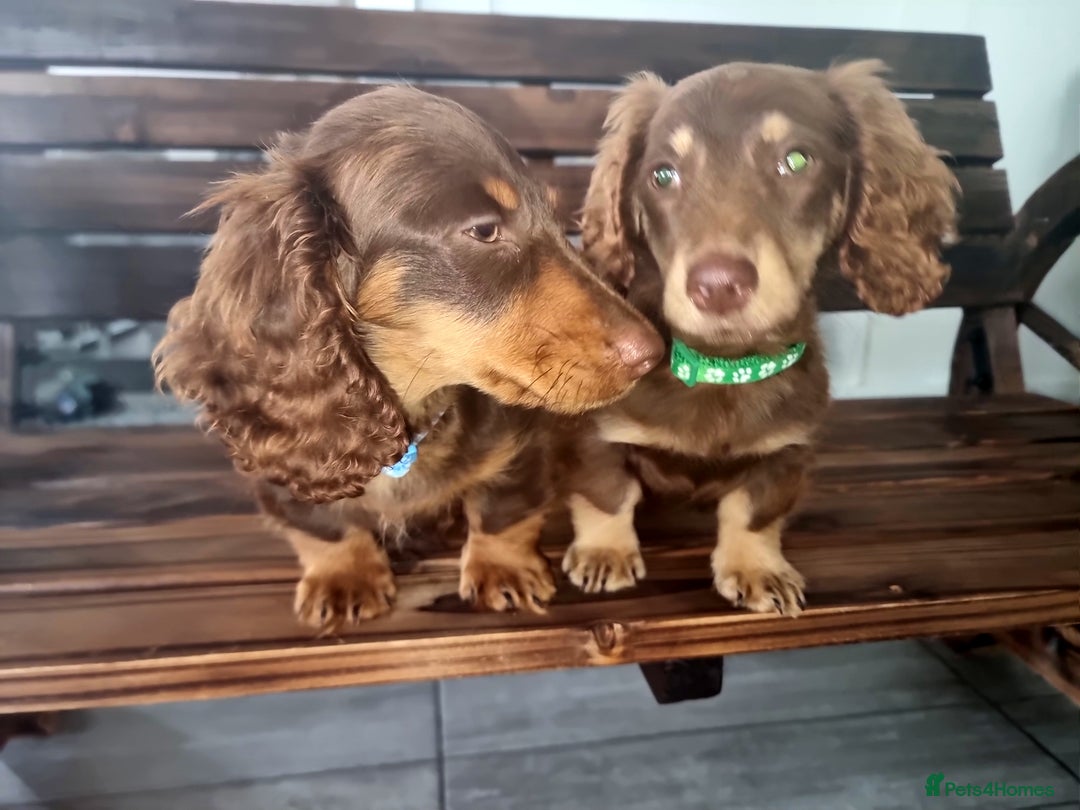 Mixed Breed dogs for sale: Dashound pups 8 weeks today 26 July  in Chesterfield - Image 1