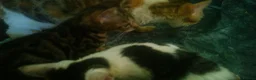 Mixed Breed cats for sale: Cute and Playful Kittens - Advert 5