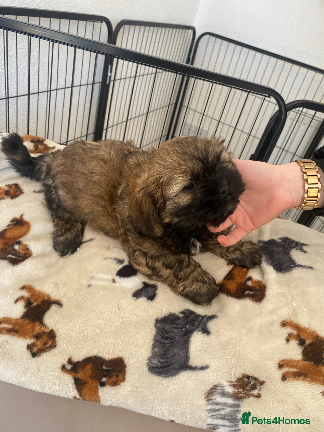 Shihpoo dogs for sale: Shih poo  - Advert 6