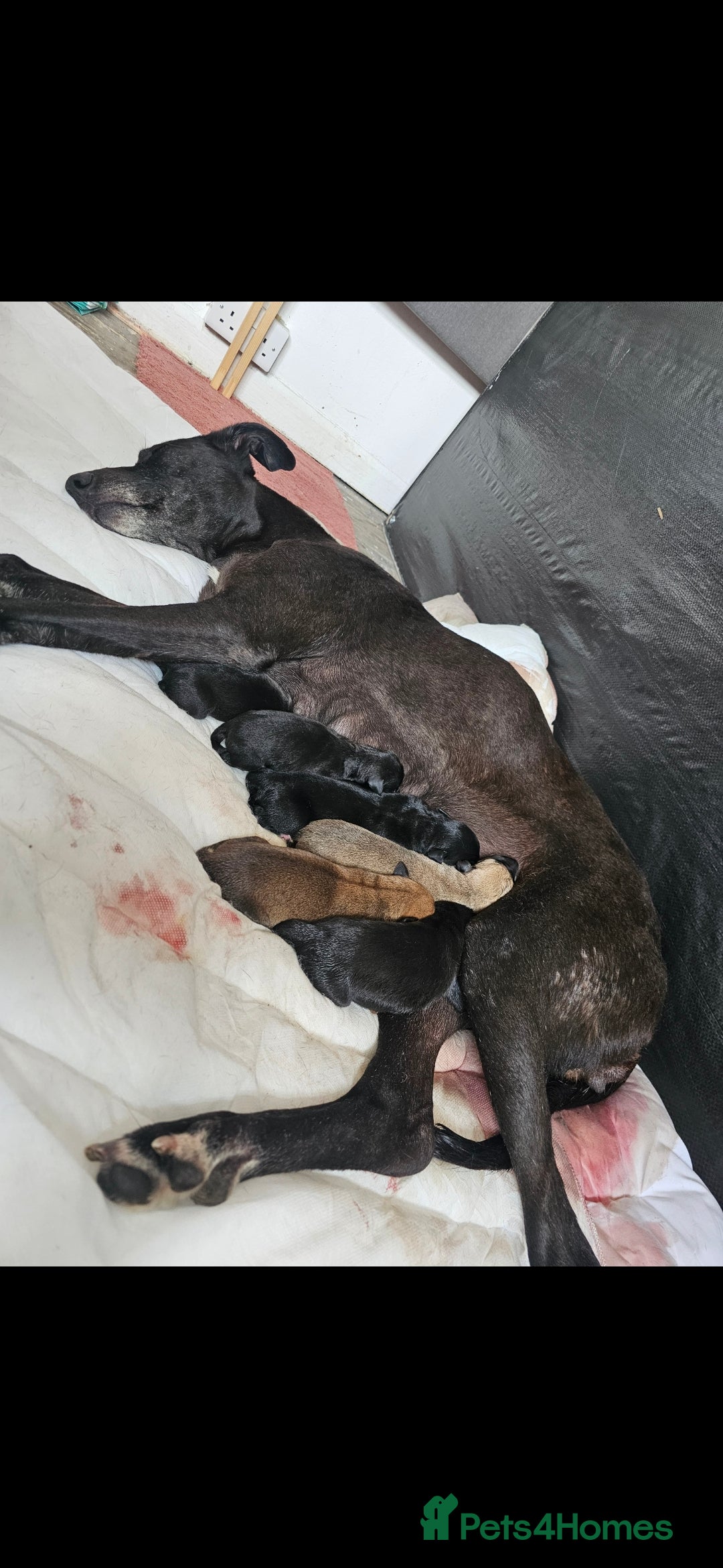 Mixed Breed dogs for sale: 💥 Saluki Bull Grey Puppies 💥 - Image 4
