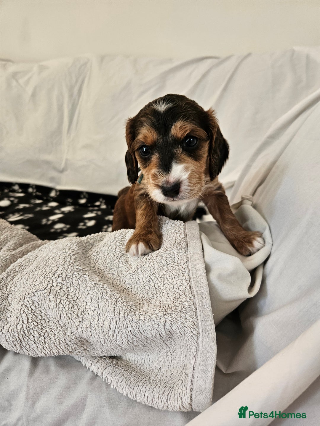 Cockapoo dogs for sale: Cockapoo Puppies - Image 9