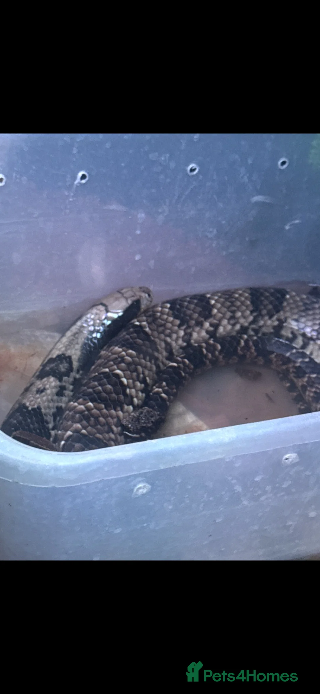 Mixed Breed reptiles for sale: False water cobra  - Advert 2