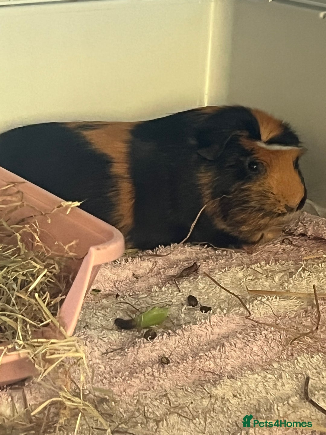 Guinea Pig rodents for sale: 2 male guinea pigs🙂 - Image 3