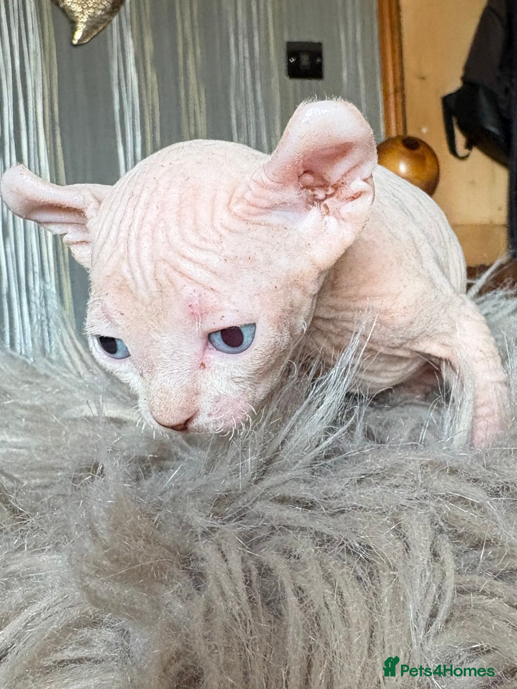 Sphynx cats Elf/Dwelf Sphynx kittens **Ready from Friday** - Advert 7