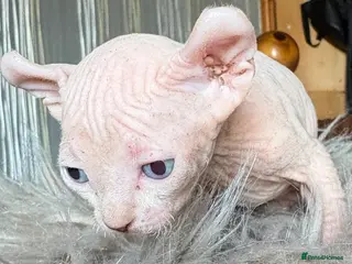 Sphynx cats Elf/Dwelf Sphynx kittens **Ready from Friday** - Advert 7