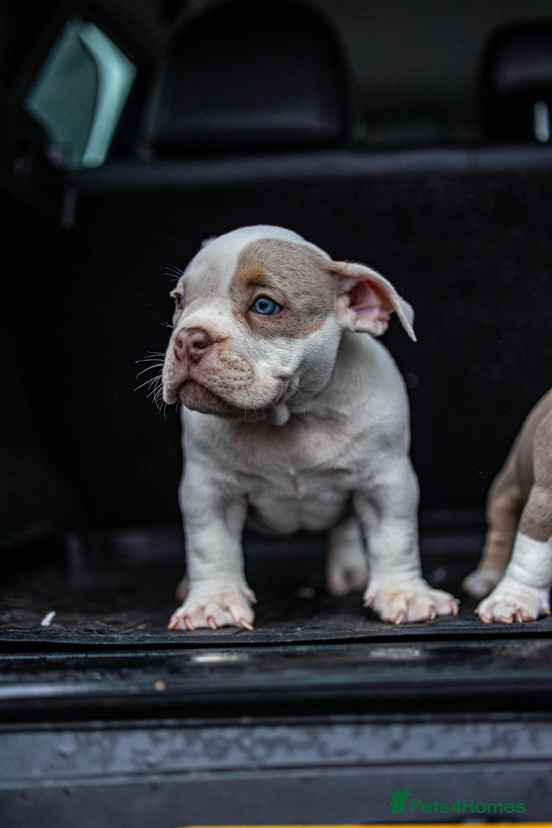 American Bully dogs for sale: Micro exotic bully’s  - Image 14