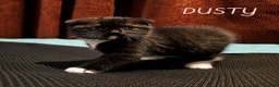 Mixed Breed cats for sale: Scottish Fold & Scottish straight Cross kittens  in Antrim - Advert 9