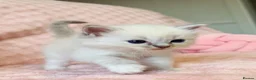 Ragdoll cats for sale: ✨ Exceptional Ragdoll Kittens Ready to Reserve ✨ - Advert 8