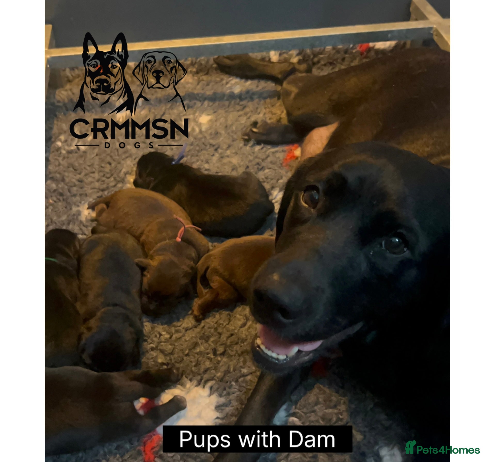 Labrador Retriever dogs Outstanding, Health Tested, KC Reg, Labrador Pups - Advert 2