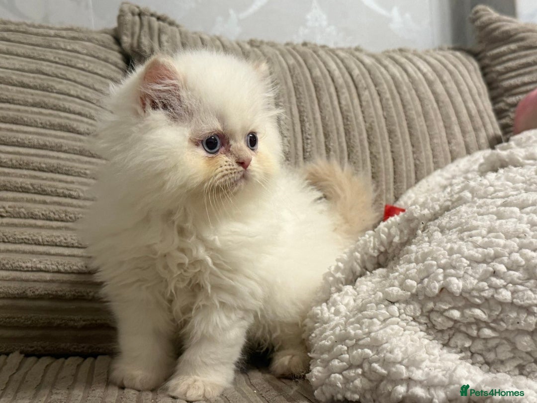 Persian cats for sale: Flame point twins - Advert 5