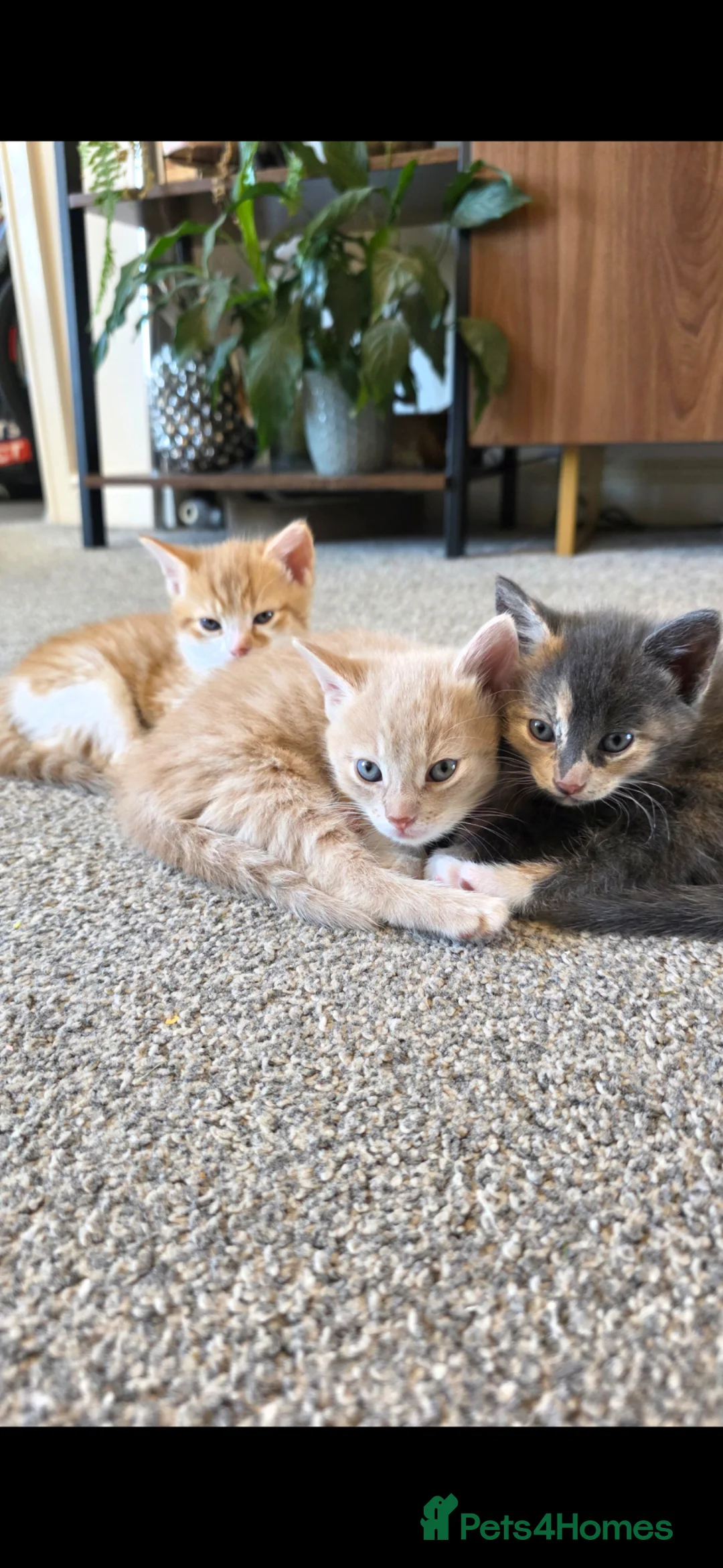 Mixed Breed cats for sale: Beautiful cream/blonde kitten - Advert 2
