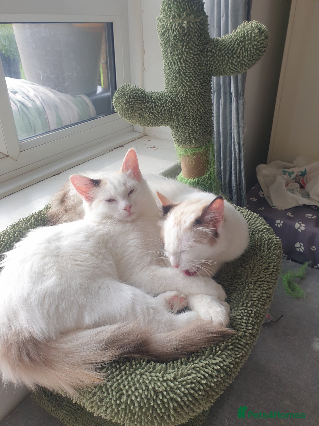 Ragdoll cats for sale: Ragdoll kittens  - Image 2